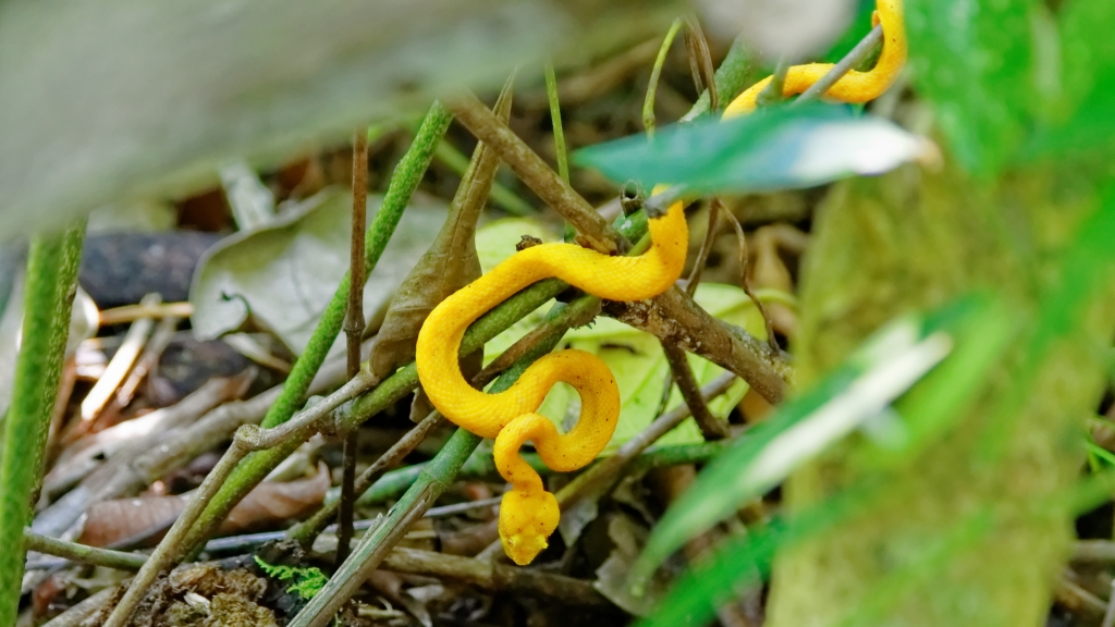 20 - Cahuita NP (18).jpg